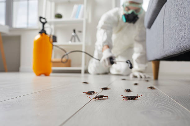 Post-Treatment Bed Bug Interceptor Monitoring in Bayou Vista